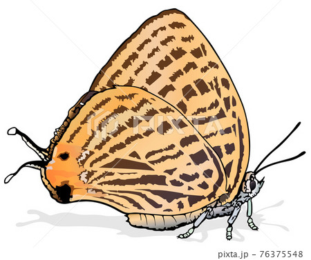 Marshmallows Spotted Japonica Butterfly Marshmallows Spotted Japonica Butterfly 76375548