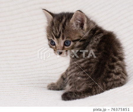 Little tabby kitten at home on a plaid. Little tabby kitten at home on a plaid. 76375851