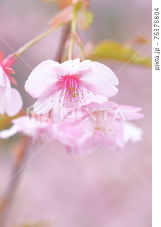 美しいさくら（河津桜） 76376804