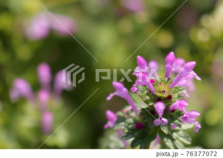 ピンク色の花をつける雑草ホトケノザの写真素材