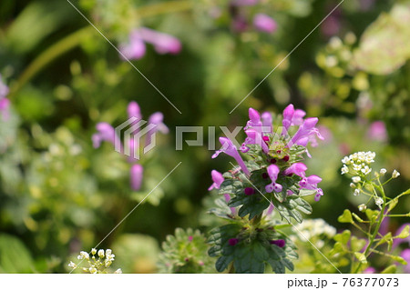 ピンク色の花をつける雑草ホトケノザの写真素材