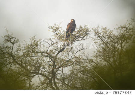 greater spotted eagle perched on tree during winter migration in early morning light at keoladeo national park or bharatpur bird sanctuary rajasthan India - Clanga clanga 76377847