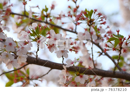 4月上旬　群馬県　葉桜（ソメイヨシノ） 76378210