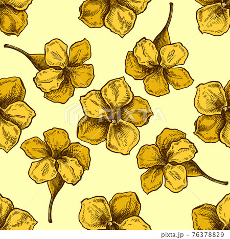 Seamless pattern with hand drawn colored allamanda Seamless pattern with hand drawn colored allamanda 76378829