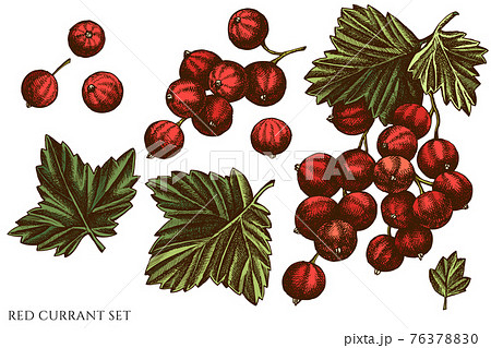 Vector set of hand drawn colored red currant 76378830