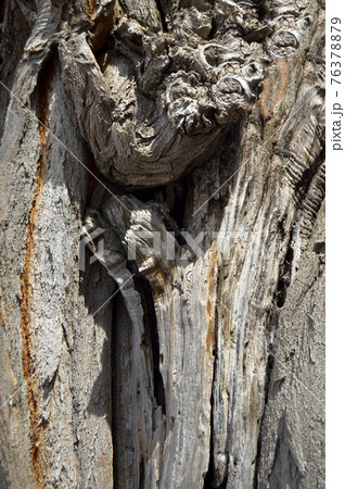 Brown old acacia bark texture detail, background bark texture close up Brown old acacia bark texture detail, background bark texture close up 76378879