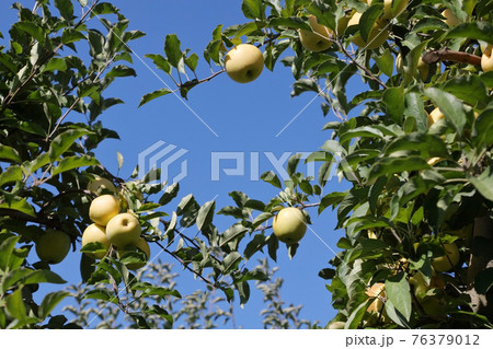 Beautiful and ripe apple in the orchard Beautiful and ripe apple in the orchard 76379012