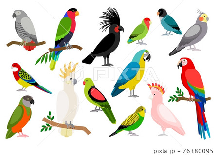 Tropical parrot set 76380095