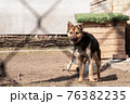 a young dog of a yard breed on a chain next to the booth, animal shelters 76382235