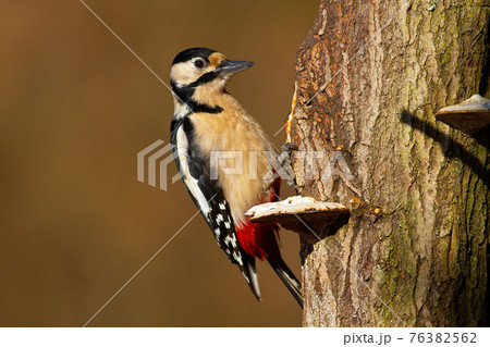 Great spotted woodpecker sitting on tree in spring Great spotted woodpecker sitting on tree in spring 76382562