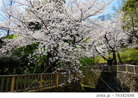 音無親水公園の満開の桜 音無親水公園の満開の桜 76382686