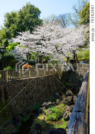 音無親水公園の満開の桜 音無親水公園の満開の桜 76382687