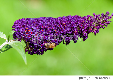 honey bee collecting pollen on a purple buddleja flower in blur background 76382691