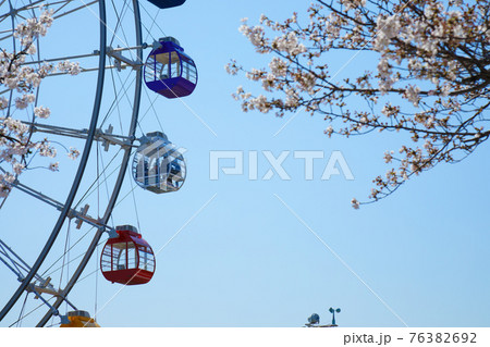 あらかわ遊園の試運転中の新観覧車と満開の桜 あらかわ遊園の試運転中の新観覧車と満開の桜 76382692