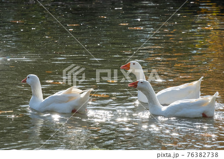 White geese on the water. White geese on the water. 76382738