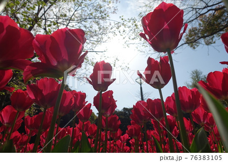 チューリップ 76383105