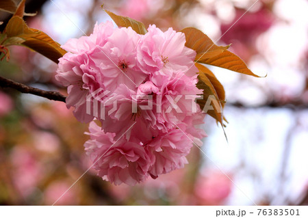 妙正寺公園の近くに咲くピンクの八重桜(7) 妙正寺公園の近くに咲くピンクの八重桜(7) 76383501