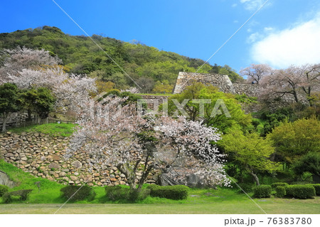 【鳥取県】鳥取城の満開の桜(久松山) 【鳥取県】鳥取城の満開の桜(久松山) 76383780