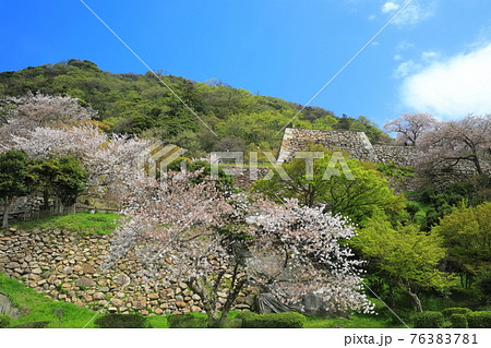 【鳥取県】鳥取城の満開の桜(久松山) 【鳥取県】鳥取城の満開の桜(久松山) 76383781