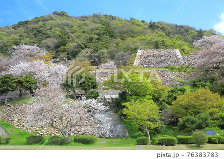 【鳥取県】鳥取城の満開の桜（久松山） 76383783