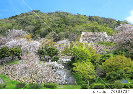 【鳥取県】鳥取城の満開の桜（久松山） 76383784