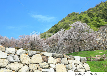 【鳥取県】鳥取城の満開の桜(久松山) 【鳥取県】鳥取城の満開の桜(久松山) 76383803