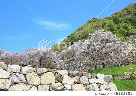 【鳥取県】鳥取城の満開の桜(久松山) 【鳥取県】鳥取城の満開の桜(久松山) 76383805