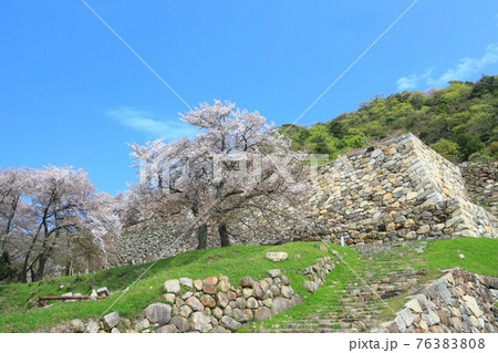【鳥取県】鳥取城の満開の桜(久松山) 【鳥取県】鳥取城の満開の桜(久松山) 76383808