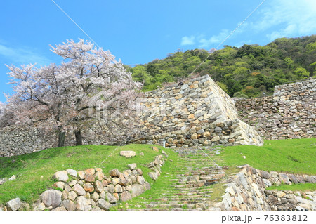 【鳥取県】鳥取城の満開の桜（久松山） 76383812