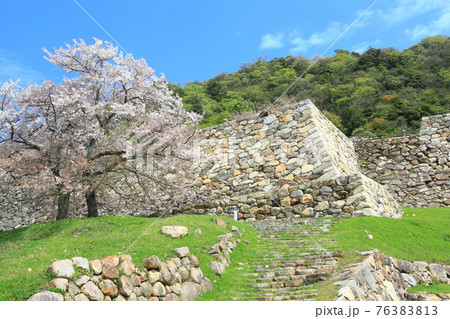 【鳥取県】鳥取城の満開の桜（久松山） 76383813
