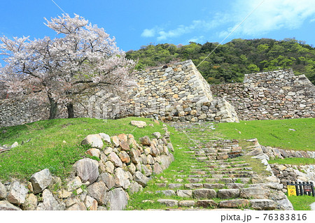 【鳥取県】鳥取城の満開の桜(久松山) 【鳥取県】鳥取城の満開の桜(久松山) 76383816