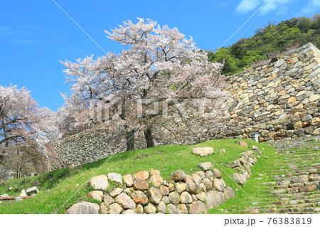 【鳥取県】鳥取城の満開の桜(久松山) 【鳥取県】鳥取城の満開の桜(久松山) 76383819