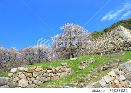 【鳥取県】鳥取城の満開の桜（久松山） 76383822