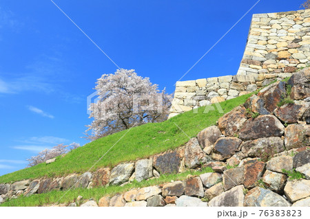 【鳥取県】鳥取城の満開の桜（久松山） 76383823