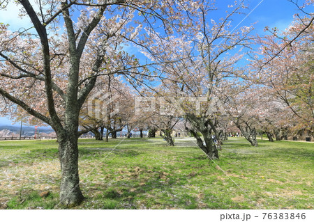 【鳥取県】鳥取城の満開の桜(久松公園) 【鳥取県】鳥取城の満開の桜(久松公園) 76383846