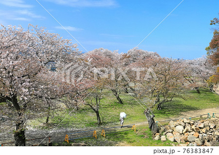 【鳥取県】鳥取城の満開の桜(久松公園) 【鳥取県】鳥取城の満開の桜(久松公園) 76383847