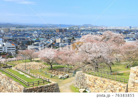 【鳥取県】鳥取城から見た満開の桜と鳥取市街(久松公園) 【鳥取県】鳥取城から見た満開の桜と鳥取市街(久松公園) 76383855