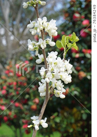 ナナズオウ　白花　 76384249