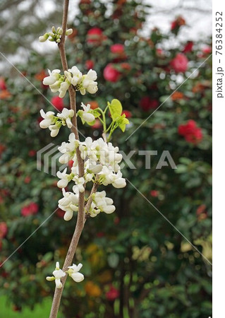 ナナズオウ　白花　 76384252