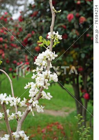 ナナズオウ　白花　 76384254