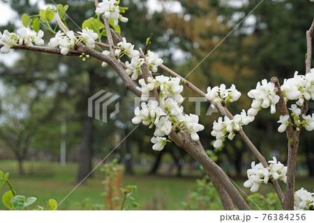 ナナズオウ　白花　 76384256