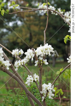 ナナズオウ　白花　 76384257