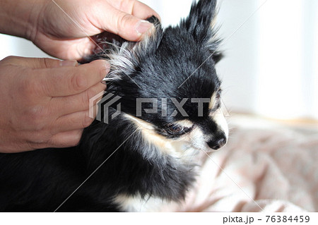 チワワ 犬 綿棒で耳掃除の写真素材