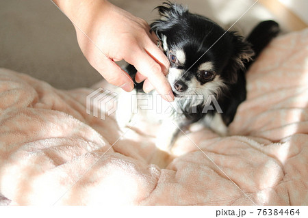 チワワ 綿棒で耳掃除 犬の写真素材