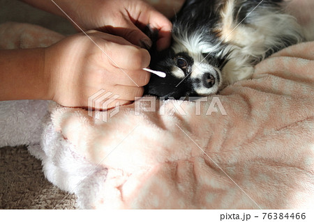 チワワ 綿棒で耳掃除 犬の写真素材