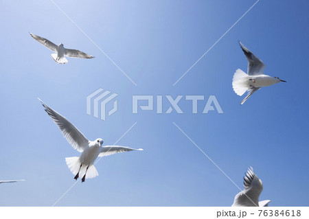 青空にはばたくカモメ,白い鳥 青空にはばたくカモメ,白い鳥 76384618