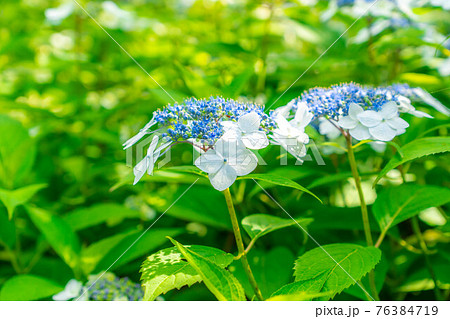 紫陽花の花 【長野県】 紫陽花の花 【長野県】 76384719