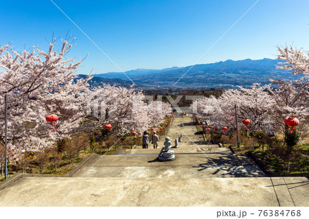 法水寺桜並木と眺望 法水寺桜並木と眺望 76384768