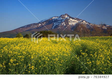 岩木山と菜の花畑の美しい風景 岩木山と菜の花畑の美しい風景 76384927