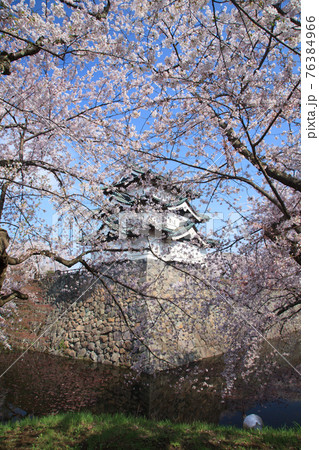 桜とお城、春の青空 桜とお城、春の青空 76384966